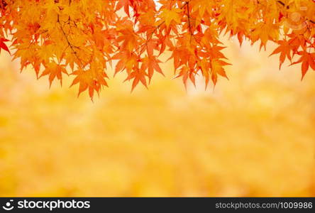 Autumn colors in Japan are popular for tourism.Background image of autumn landscape maple leaves and blurred tree