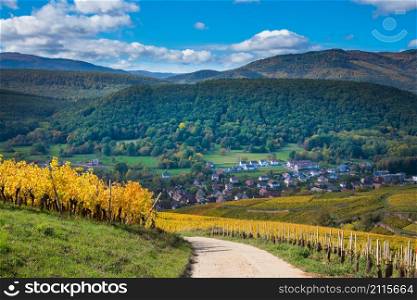 autumn colors in the forest of the vosges mountains in france