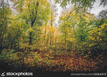 Autumn colors in the forest with autumn leaves changing colors from green to yellow in the fall