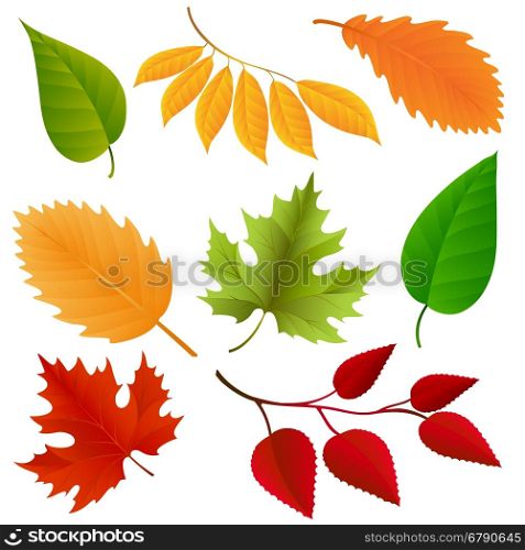 Autumn colors leaves set. Autumn colors leaves set isolated on white background. Vector illustraton