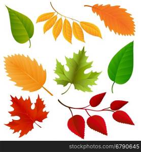 Autumn colors leaves set. Autumn colors leaves set isolated on white background. Vector illustraton
