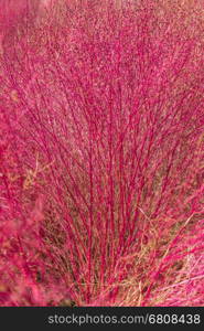 Autumn colors of Bassia scoparia (Kochia) in Hitachi Seaside Park