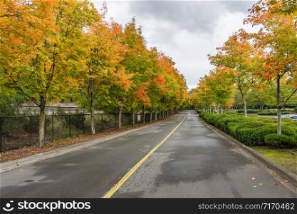 Autumn colors on roadside tree at Gene Coulon Park in Renton, Washington.