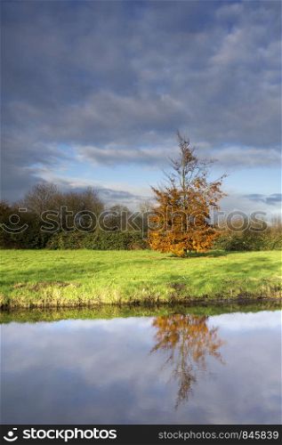 Autumn coloured tree reflecting in a pond near the village Oud-Alblas in the Dutch region Alblasserwaard. Autumn coloured tree