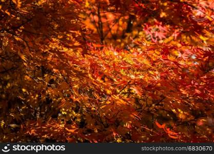Autumn Colours in Japan