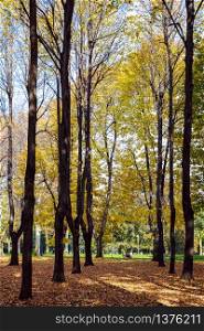 Autumn Colours in Parco di Monza