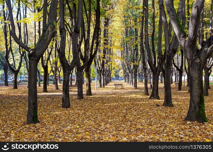 Autumn Colours in Parco di Monza