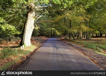 Autumn colours in the New Forest in Hampshire England UK