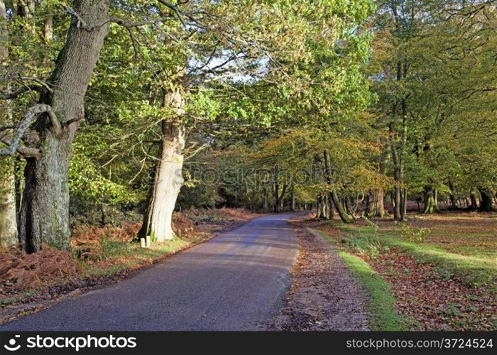 Autumn colours in the New Forest in Hampshire England UK