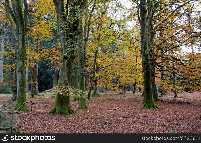 Autumn colours in the New Forset in Hampshire south England