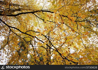 Autumn colours in the New Forset in Hampshire south England