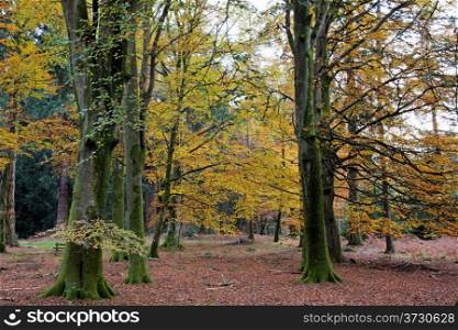 Autumn colours in the New Forset in Hampshire south England