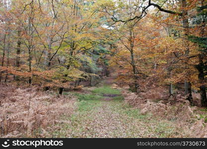 Autumn colours in the New Forset in Hampshire south England