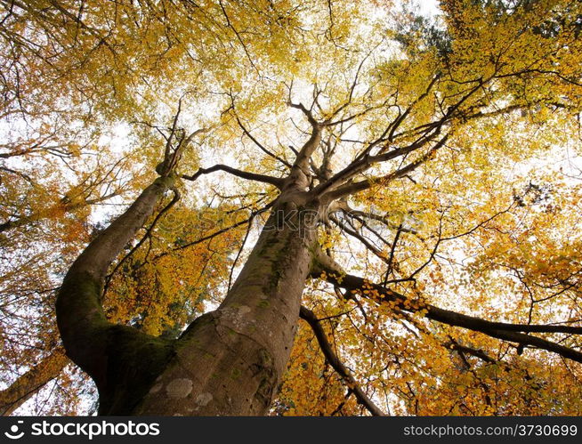 Autumn colours in the New Forset in Hampshire south England