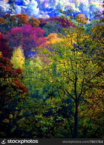 Autumn Colours-Trees. Autumn Trees