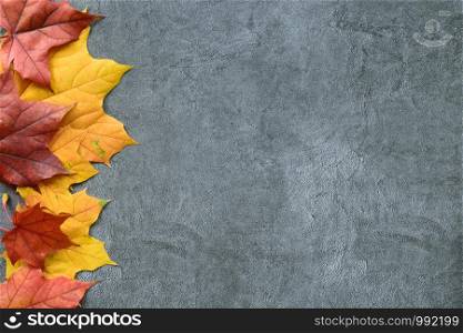 Autumn composition. Autumn frame of red and orange maple leaves on gray background. Flat lay, top view. Copyspace. Autumn composition. Autumn frame of maple leaves. Flat lay, top view