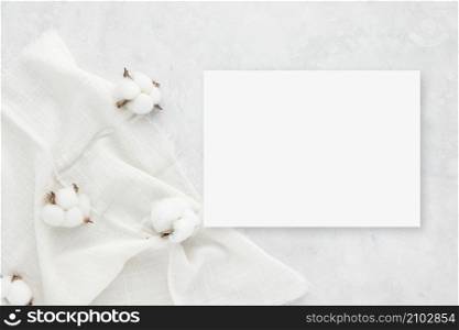 Autumn composition, cotton flowers on white background. Flat lay, top view with copy space