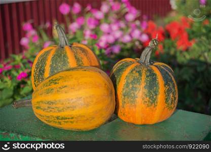 Autumn composition of three orange-green ripe pumpkins on the background of colorful flowers in the fall garden