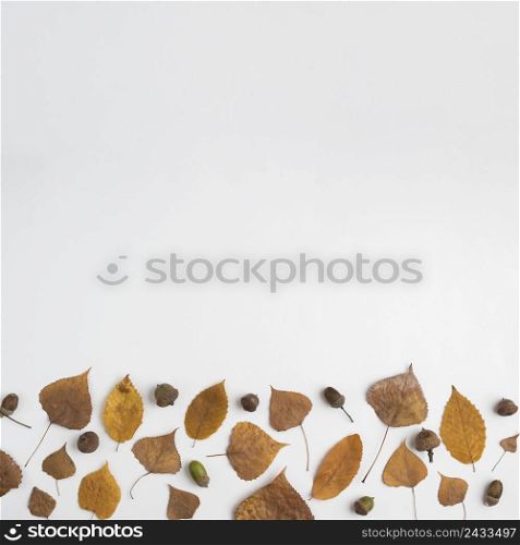 autumn composition with acorns