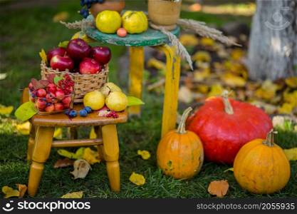 Autumn composition with chrysanthemum flowers, pumpkins, apples in a wicker basket, ceramic pots, composition in the garden, outdoors.. Autumn composition with chrysanthemum flowers, pumpkins, apples in a wicker basket, ceramic pots, outdoors.