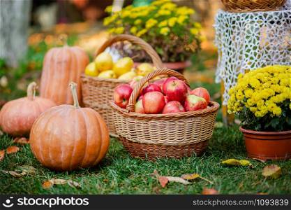 Autumn composition with flowers of chrysanthemums, pumpkins, red apples and yellow pears in a wicker basket in the autumn garden. Outdoors.. Autumn composition with flowers of chrysanthemums, pumpkins, apples and pears in a wicker basket in the autumn garden.