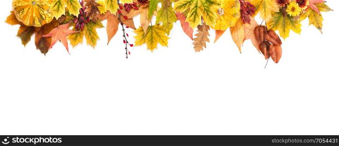 Autumn Concept: Border of Maple and Oak Leaves, Red Berries, Flowers and Pumpkins of Orange, Yellow and Red Colors on the White Background.