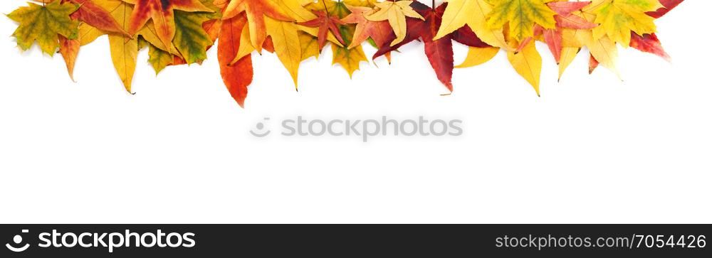 Autumn Concept: Border of Maple Leaves in Green, Orange, Yellow and Red Colors on the White Background.