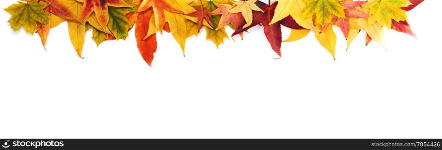 Autumn Concept: Border of Maple Leaves in Green, Orange, Yellow and Red Colors on the White Background.