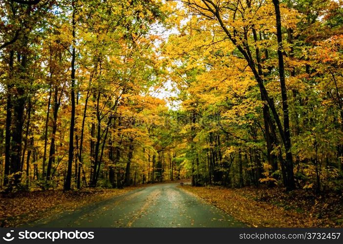 autumn country roads covered with yellow leaves in november