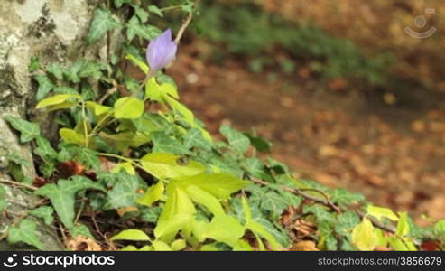 Autumn Crocus in Crimea