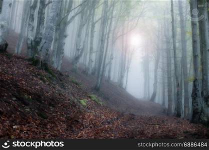 Autumn dark foggy forest. Fall colors misty wood