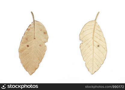 autumn dry leaf on white isolated background. front and back view.