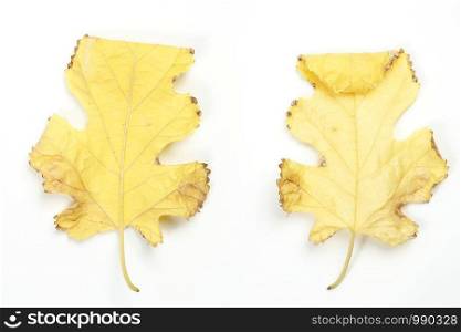 autumn dry leaf on white isolated background. front and back view.