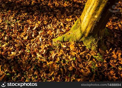 Autumn dry leaves in forest yellow and brown colors background.. Autumn dry leaves in forest yellow and brown colors background