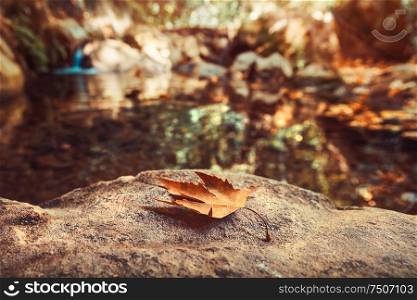 Autumn, dry maple leaf on the stone in autumnal park, start of a foliage fall season, change of a weather and season