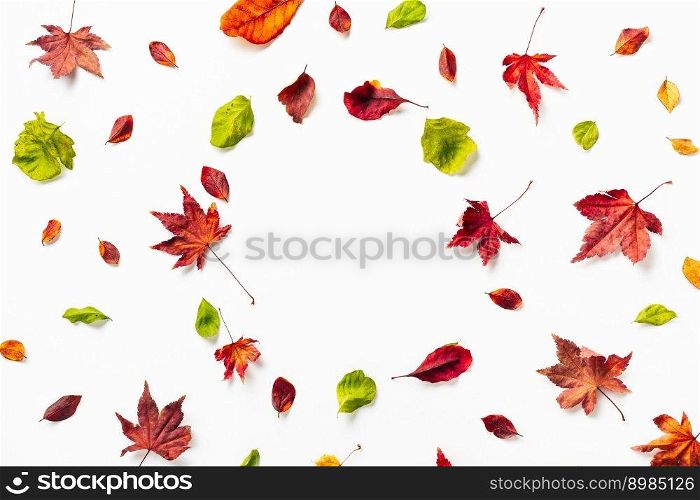 Autumn dry red, orange, green leaves on white with copy space. Nature background. Autumn dry red, orange, green leaves on white