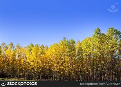 Autumn early fall forest with yellow poplar trees in a row