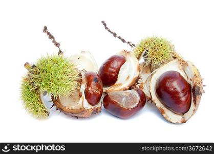Autumn Faall Conker horse chestnut in prickly shell
