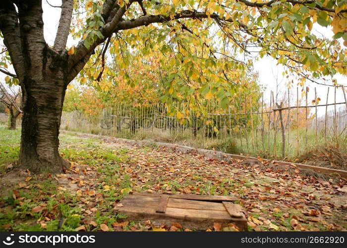 Autumn fall cherry tree with yellow leaves falling