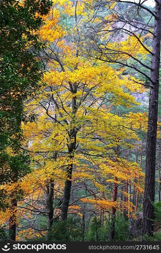 autumn fall colorful golden yellow leaves beech forest trees