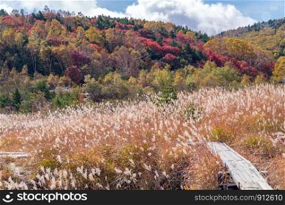 Autumn fall foliage Mountain at Bandai Azuma Skyline at Mt.Bandai in Fukushima Tohoku Japan