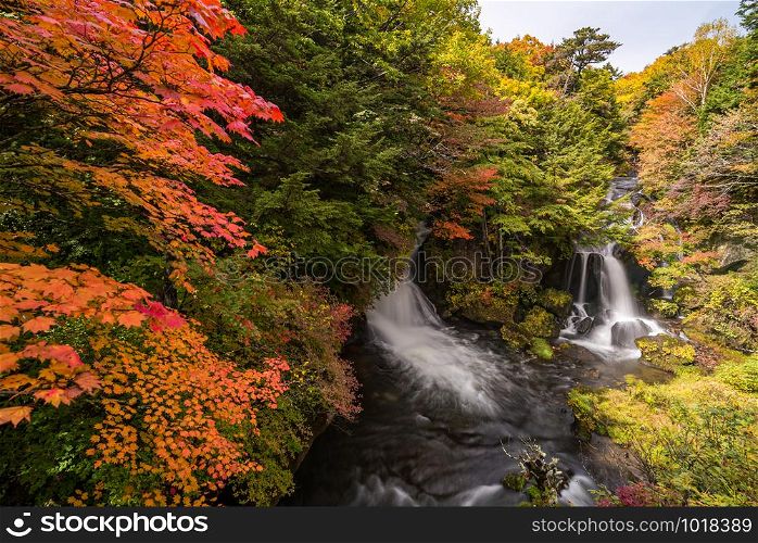Autumn fall forest at Ryuzu waterfall at Nikko Tochigi Japan