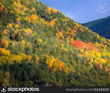 Autumn fall forest in Pyrenees Valle de Ordesa Huesca Spain