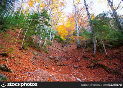 Autumn fall forest in Pyrenees Valle de Ordesa Huesca Spain