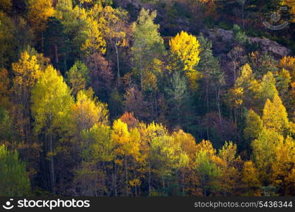 Autumn fall forest in Pyrenees Valle de Ordesa Huesca Spain