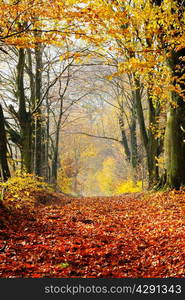 Autumn, fall forest. Natural path towards light of afternoon sun. Red leaves, romantic mood.