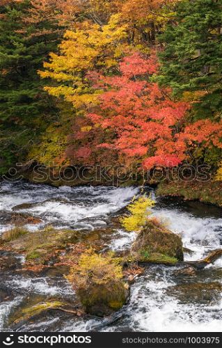 Autumn fall forest with stream water to Ryuzu Falls with lake Chezenji in background, Nikko Tochigi Japan