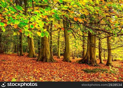 Autumn Fall forest with vivid colors and detail
