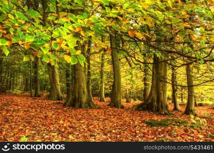 Autumn Fall forest with vivid colors and detail