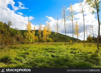 Autumn fall forest with yellow golden poplar trees outdoor nature and blue sky